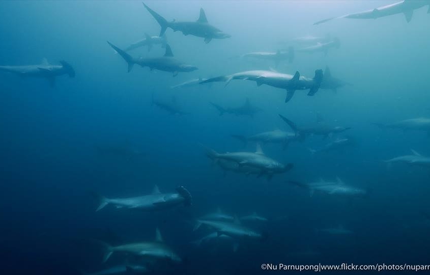 Indonesia Hammerhead sharks