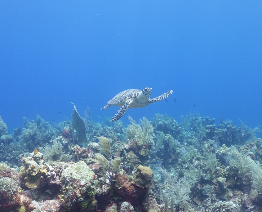 Sea turtle
