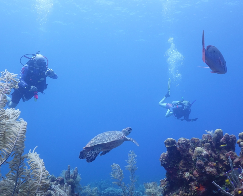 Divers and sea turtle