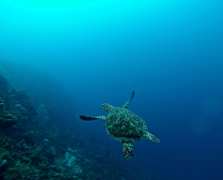 Sea turtle